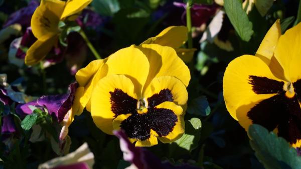 Close up of bright yellow pansies with dark centers.