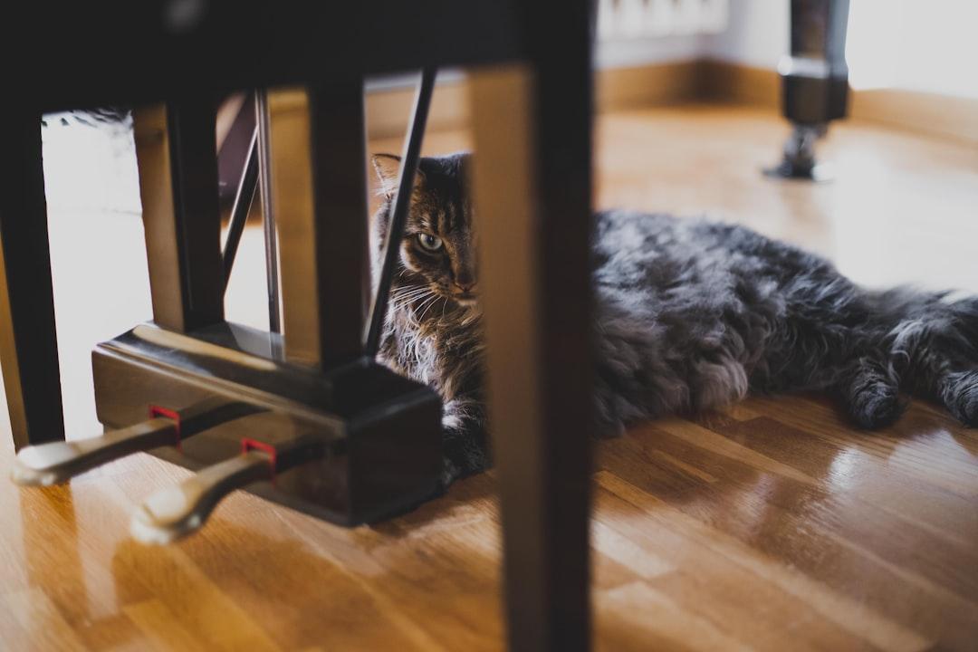 a cat lying on the floor